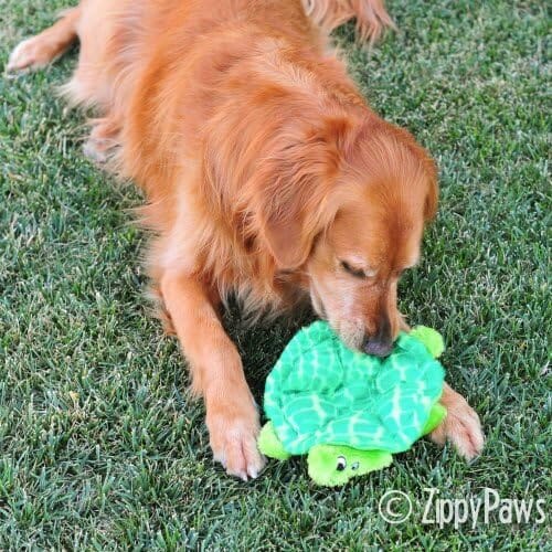 Turtle Plush Multi-Squeaker Dog Toy